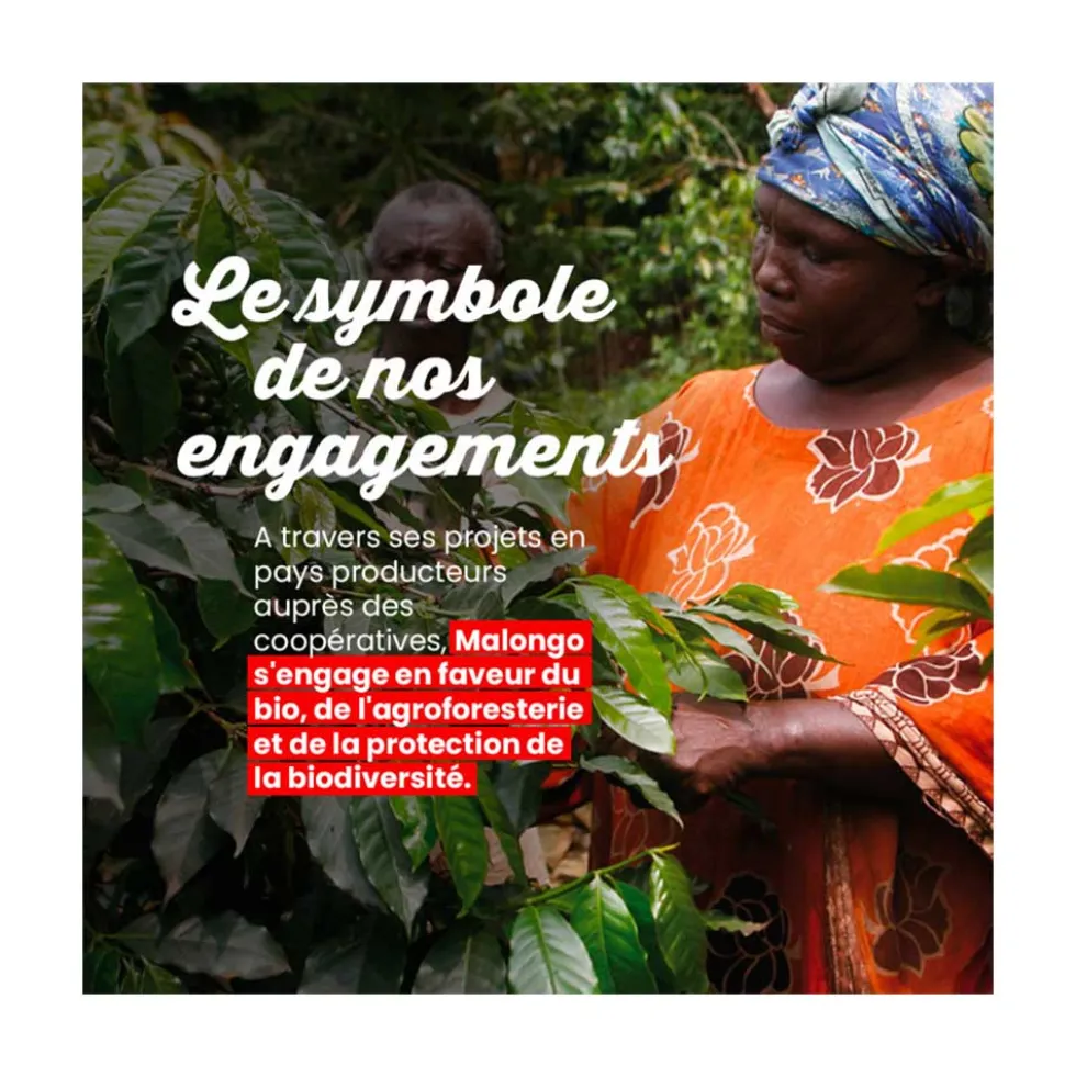 Dosettes de café Bio La Tierra - Machine EOH - MALONGO